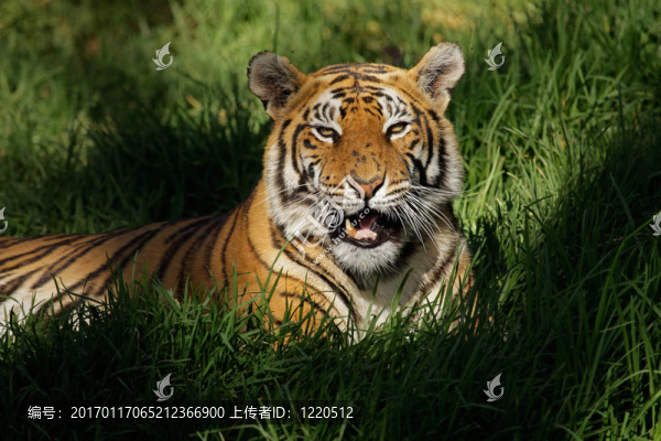 孟加拉虎