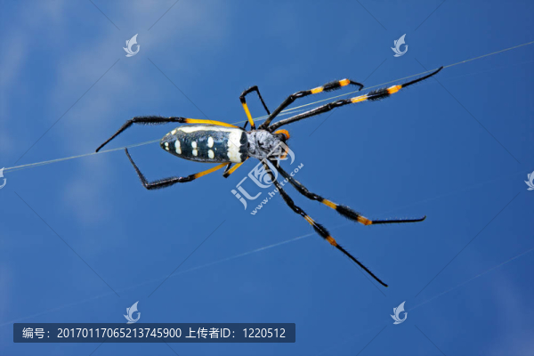 金色球體蜘蛛