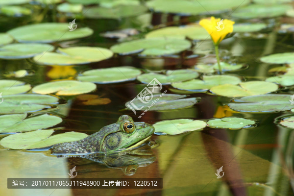 在一個池塘lillypads綠牛蛙