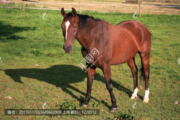 棕色的馬