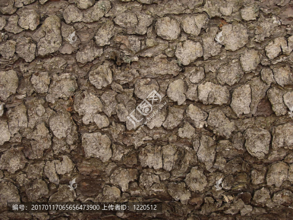 樹(shù)皮碎片-匯圖網(wǎng) www.fosd68.com 樹(shù)皮碎片