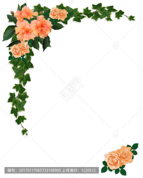 常春藤；芙蓉和Roses,Floral