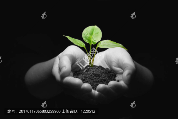 植物在手