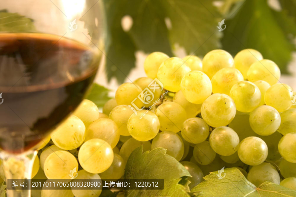 葡萄酒和葡萄