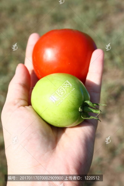 兩個(gè)西紅柿