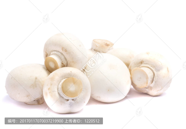 白色蘑菇白色