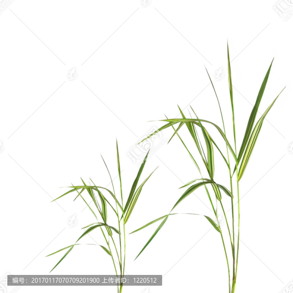竹草