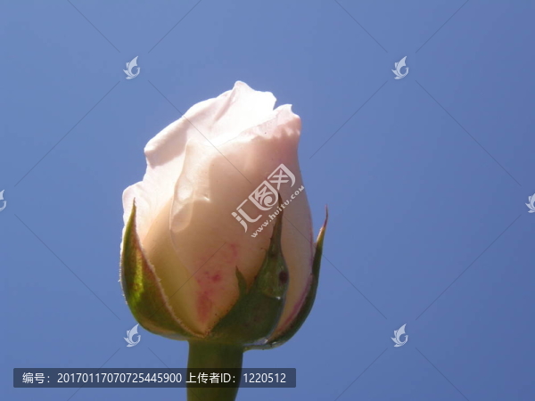 玫瑰花蕾