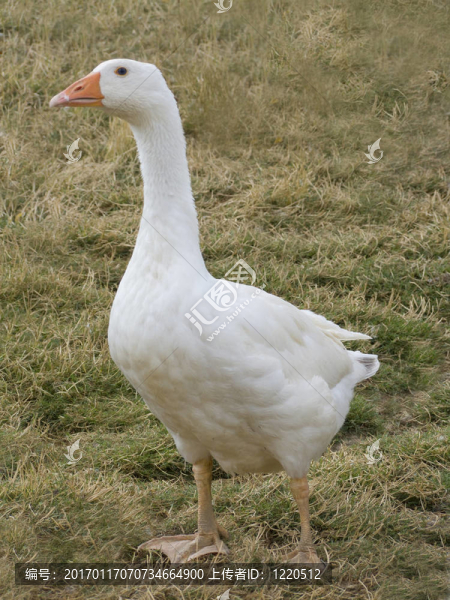 鵝