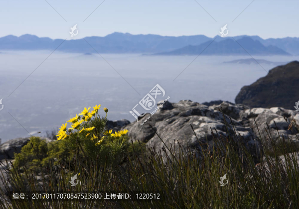 雛菊在桌山