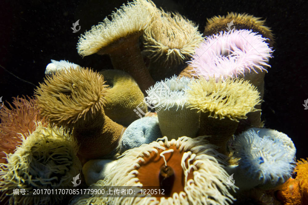 多彩的?？? title=