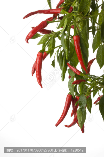 紅辣椒