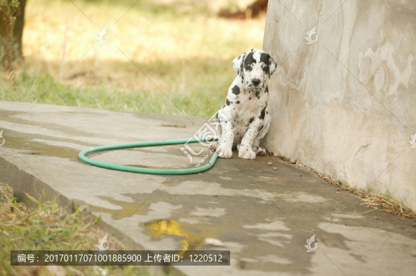小狗