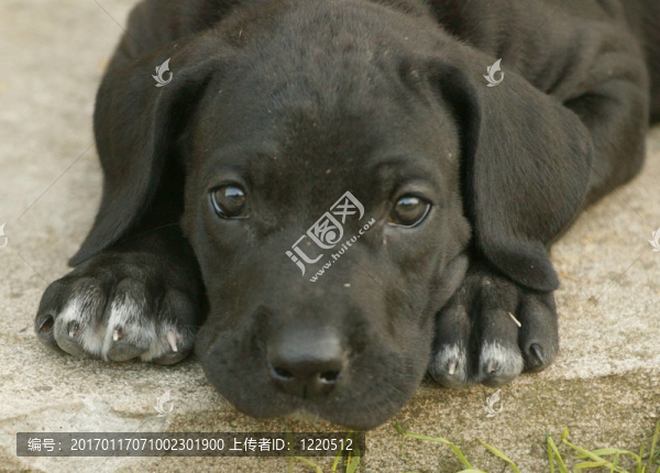 小狗