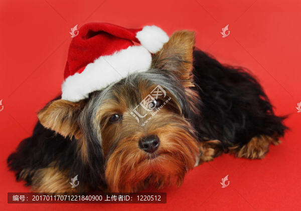 圣誕狗的肖像
