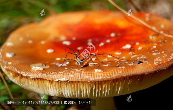 蘑菇上的蜘蛛
