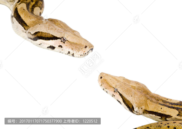 博厄斯會(huì)議