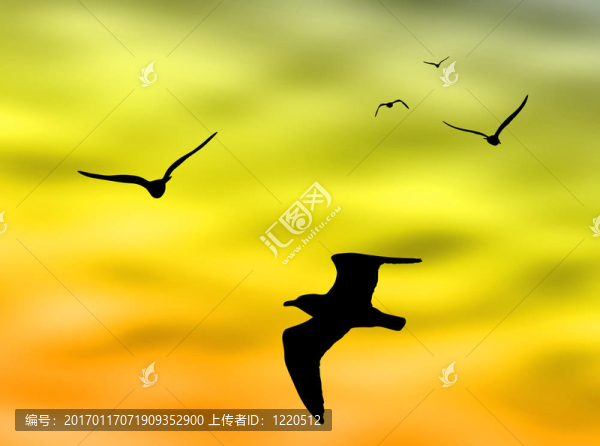 鳥類飛行