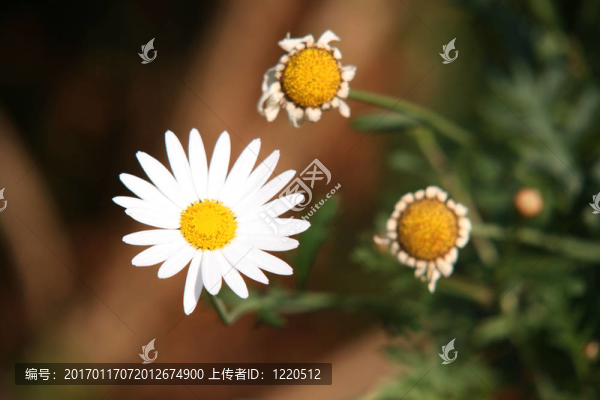 白色的雛菊