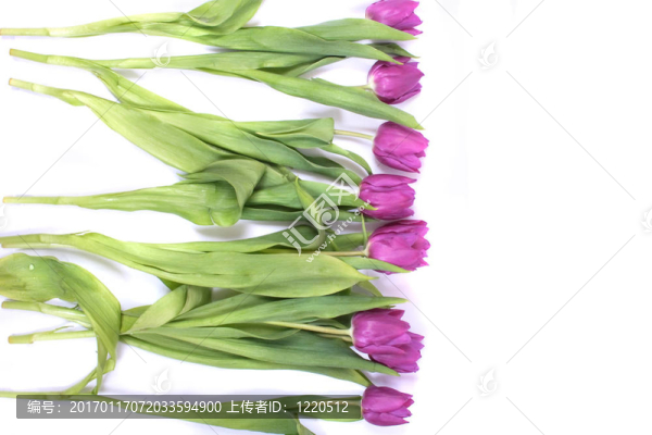 紫羅蘭花