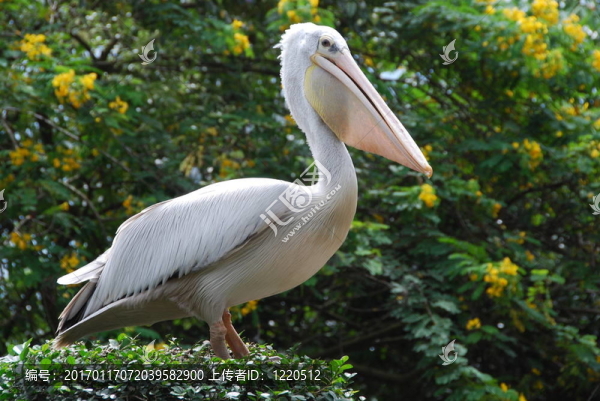 Pelican