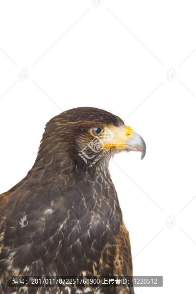 鷹捕食鳥