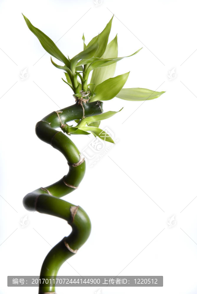 竹2
