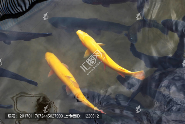 兩只黃色的鱒魚