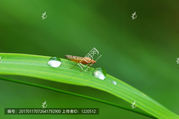 滴