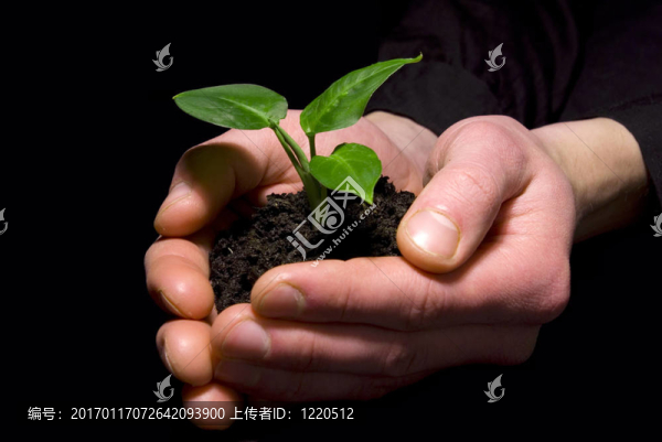 手里拿著樹苗