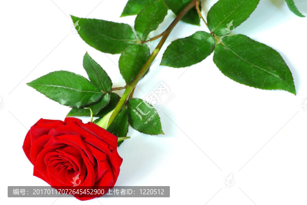 紅玫瑰