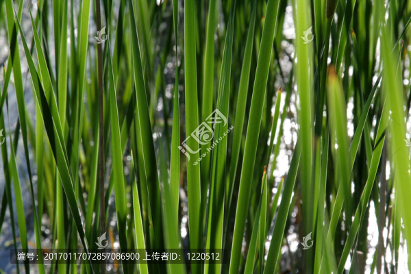 綠色背燈-匯圖網(wǎng) www.fosd68.com 綠色背燈