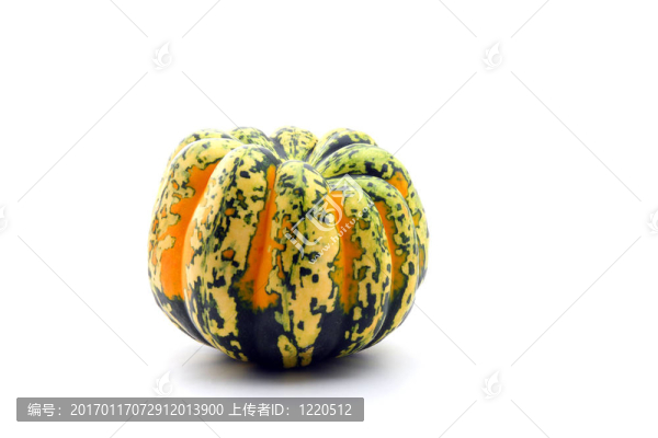 白色的彩色南瓜