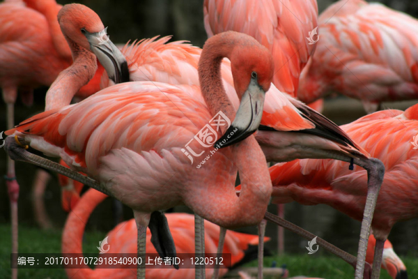 冒充美國火烈鳥