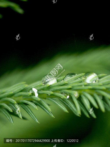 一個(gè)毛樹枝上的雨滴。