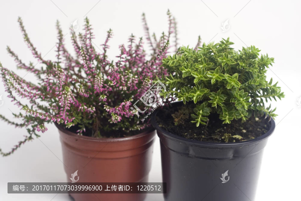 花盆里的秋天植物