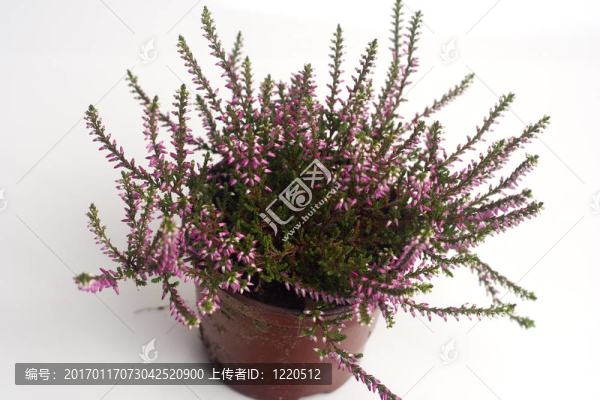 埃里卡罐中分離