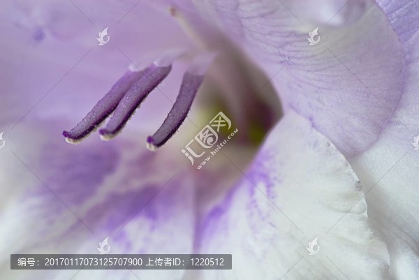 唐菖蒲