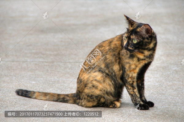 貓