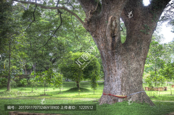 古老的樹(shù)