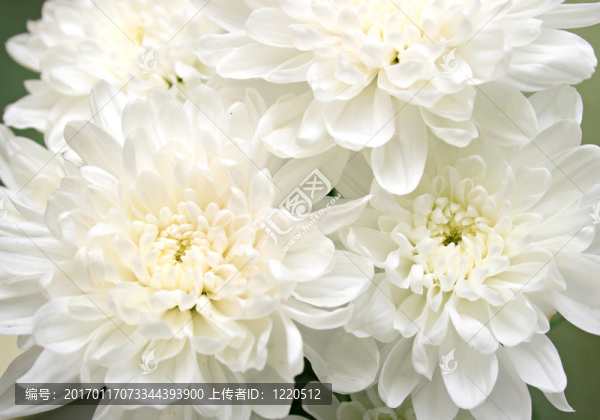 白色的花