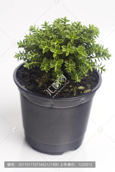秋天的植物在鍋里