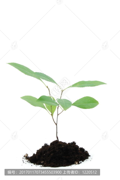 年輕的植物