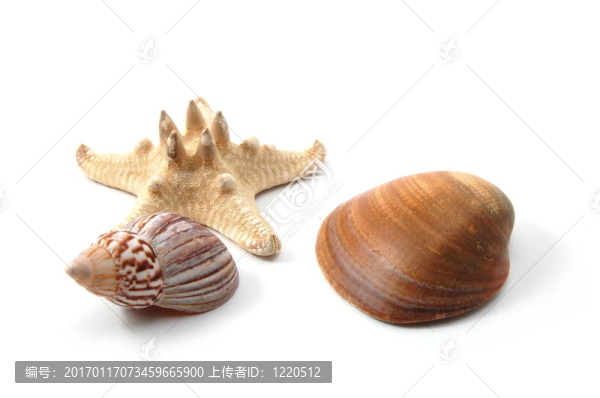 殼
