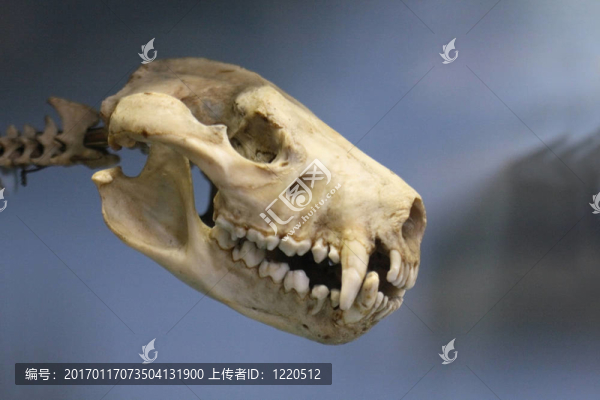 動物的頭骨