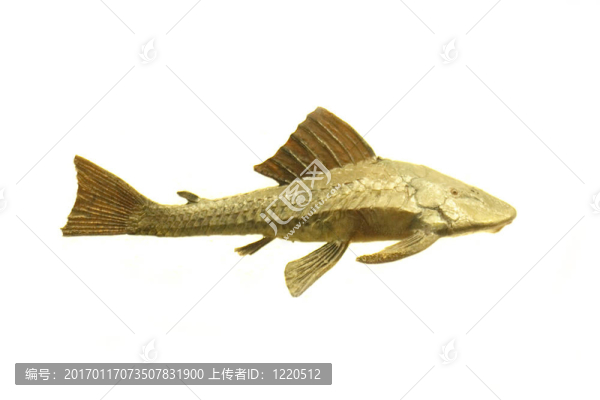 異國情調(diào)的魚