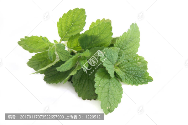 綠色草本植物