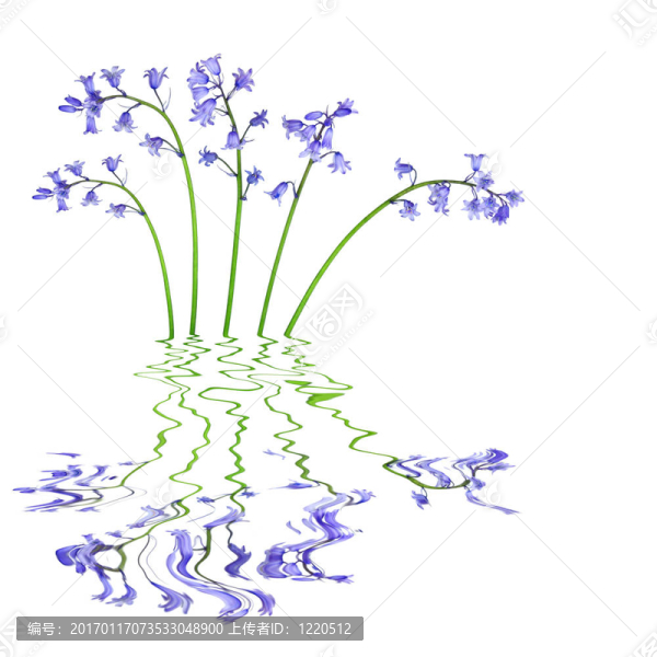 風(fēng)鈴草的花