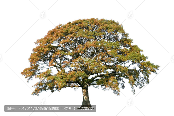秋天的橡樹(shù)