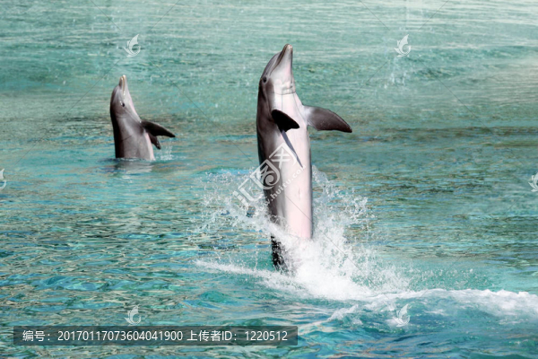 兩只海豚